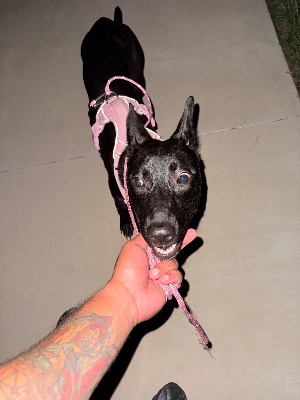 Found pet photo(s)