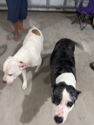 Found pet photo(s)