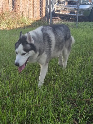 Found pet photo(s)