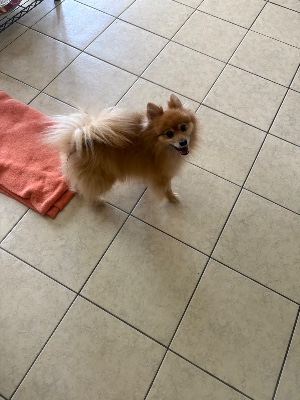 Found pet photo(s)