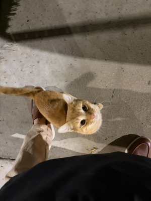 Found pet photo(s)