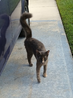 Found pet photo(s)
