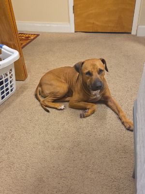 Found pet photo(s)