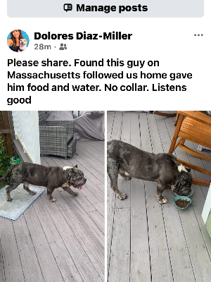 Found pet photo(s)