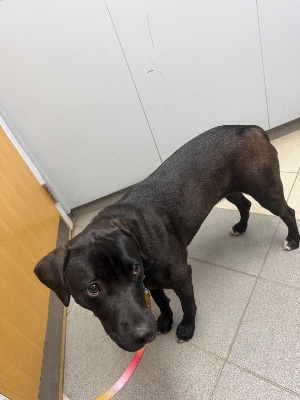 Found pet photo(s)