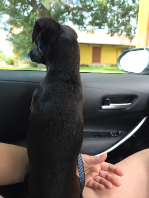 Found pet photo(s)