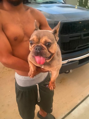 Found pet photo(s)