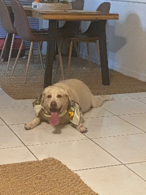 Found pet photo(s)