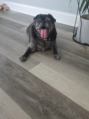 Found pet photo(s)