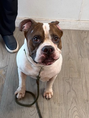 Found pet photo(s)