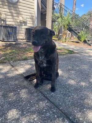 Found pet photo(s)