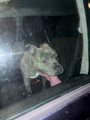 Found pet photo(s)