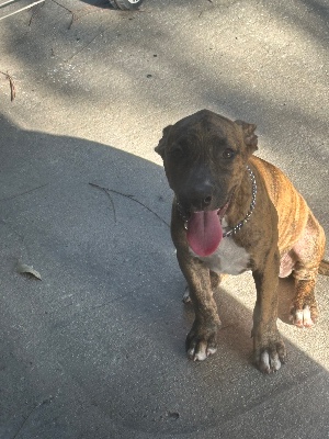 Found pet photo(s)