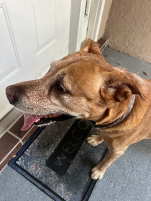 Found pet photo(s)