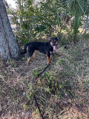 Found pet photo(s)