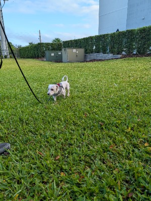 Found pet photo(s)