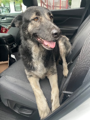 Found pet photo(s)