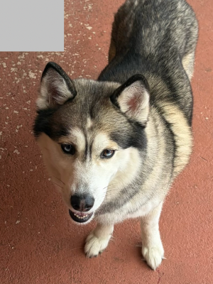 Found pet photo(s)