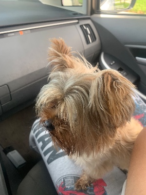 Found pet photo(s)