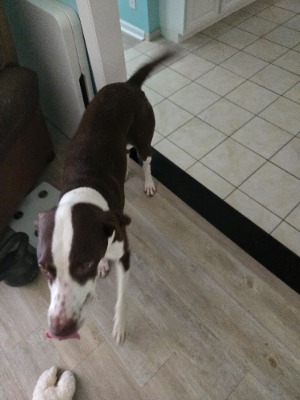 Found pet photo(s)