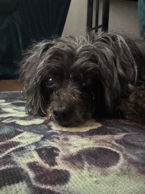 Found pet photo(s)
