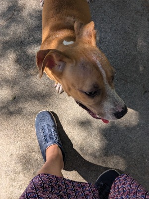 Found pet photo(s)