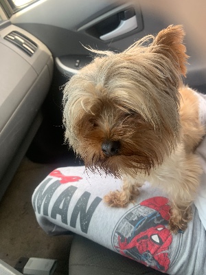 Found pet photo(s)