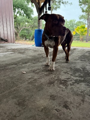 Found pet photo(s)