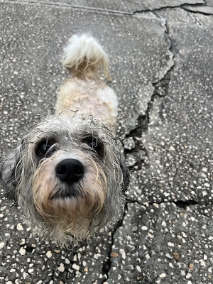 Found pet photo(s)