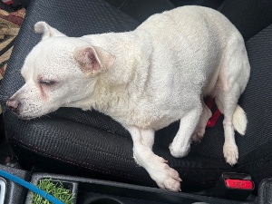 Found pet photo(s)