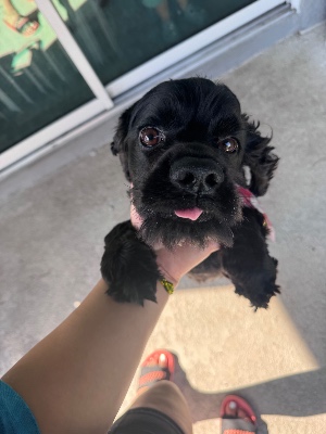 Found pet photo(s)