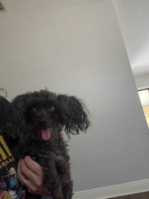 Found pet photo(s)