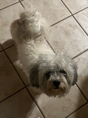Found pet photo(s)