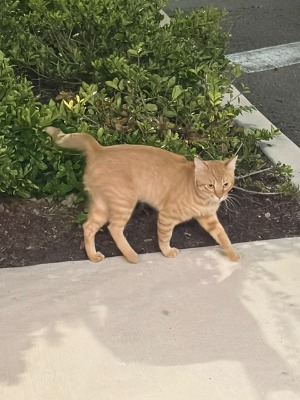 Found pet photo(s)