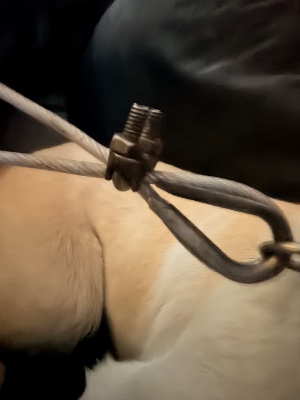 Found pet photo(s)