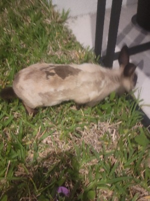 Found pet photo(s)