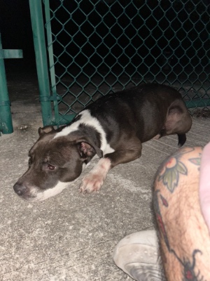 Found pet photo(s)