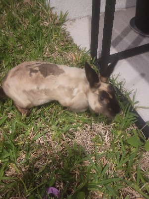 Found pet photo(s)