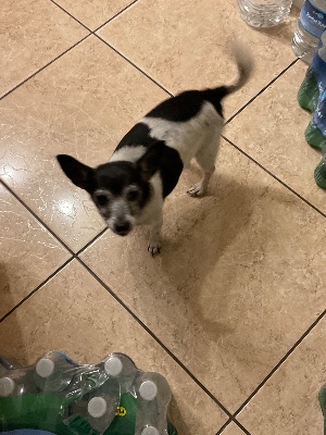 Found pet photo(s)