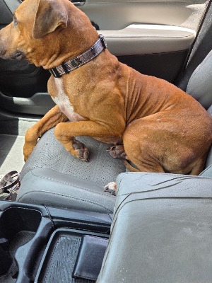 Found pet photo(s)