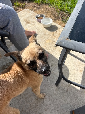 Found pet photo(s)