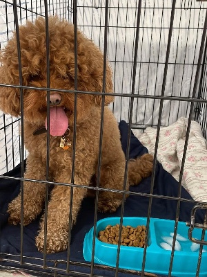 Found pet photo(s)