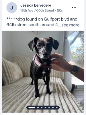Found pet photo(s)