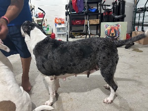 Found pet photo(s)