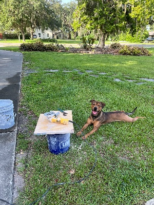 Found pet photo(s)