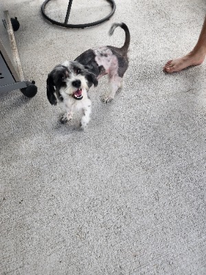 Found pet photo(s)