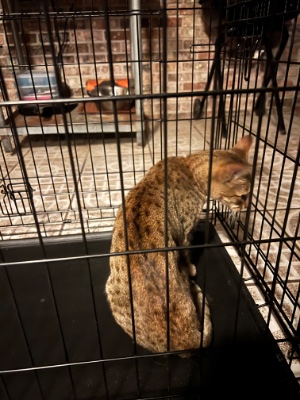 Found pet photo(s)