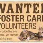 Wanted: Foster care volunteers graphic.