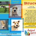 Dog collage