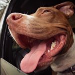 Photo of large dog with head out of car window.